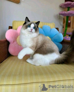 Photo №1. ragdoll - à vendre en ville de Москва | négocié | Annonce № 121717