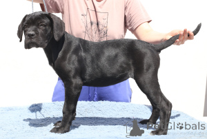 Photo №4. Je vais vendre cane corso en ville de Buzău. éleveur - prix - 1700€