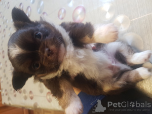 Photos supplémentaires: Mignon garçon chihuahua chocolat aux cheveux longs