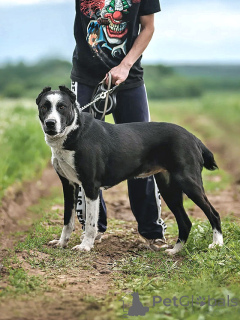Photo №1. chien bâtard - à vendre en ville de Moskova | Gratuit | Annonce №170553