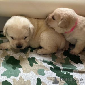 Photo №3. UN CHIOT LABRADOR DORÉ. Nouvelle zélande