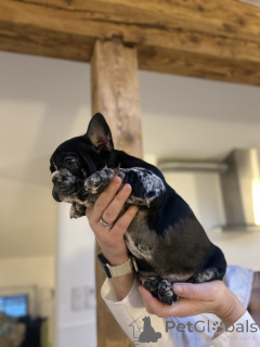 Photo №3. Exclusif! Chiots bouledogue français.. L'Autriche