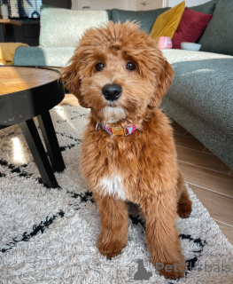 Photo №2 de l'annonce № 156422 de la vente labradoodle - acheter à La finlande annonce privée