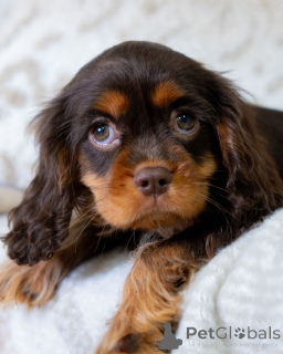 Photo №3. Doux, ludique et plein de soleil, le cœur de Lily s'épanouit d'amour partout où. Suisse