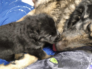 Photo №2 de l'annonce № 164489 de la vente chien-loup de saarloos - acheter à Estonie annonce privée