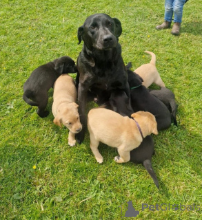 Photo №2 de l'annonce № 147057 de la vente labrador retriever - acheter à USA annonce privée