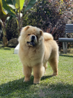 Photos supplémentaires: Chiots Chow Chow à vendre !