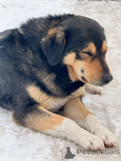 Photo №2 de l'annonce № 165753 de la vente chien bâtard - acheter à Biélorussie annonce privée