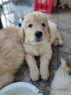 Photo №1. golden retriever - à vendre en ville de Marseille | négocié | Annonce №177479