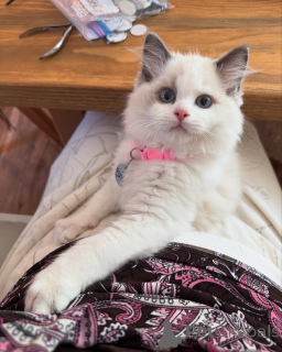 Photo №1. ragdoll - à vendre en ville de Galway | négocié | Annonce № 156258