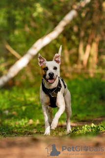 Photos supplémentaires: Le beau chien Darius est entre de bonnes mains.