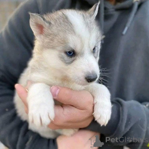 Photo №2 de l'annonce № 161316 de la vente  - acheter à Allemagne 