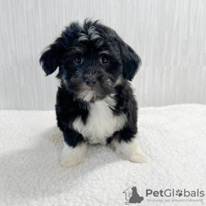 Photo №1. bichon havanais - à vendre en ville de Prague | 284€ | Annonce №111193