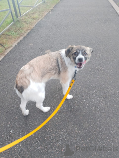 Photo №1. chien bâtard - à vendre en ville de Saint-Pétersbourg | négocié | Annonce №157818