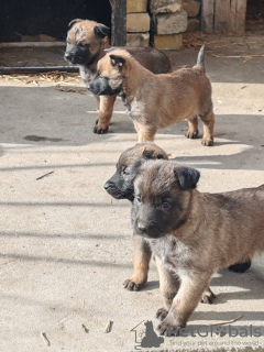 Photo №4. Je vais vendre berger belge en ville de Bačka Topola. annonce privée - prix - négocié