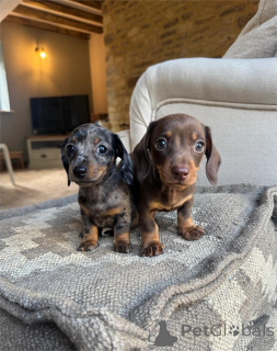 Photo №1. teckel - à vendre en ville de Idar-oberstein | 350€ | Annonce №154949