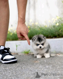 Photo №1. husky de sibérie - à vendre en ville de Berlin | négocié | Annonce №136411