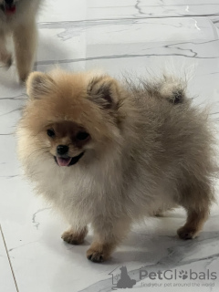 Photo №3. Chiots Spitz de Poméranie. Serbie