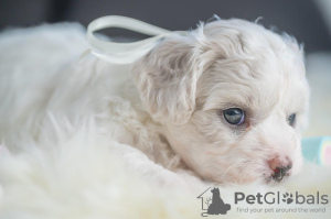 Photos supplémentaires: Chiots Bichon Frison