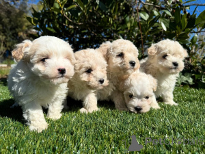 Photo №1. maltipu - à vendre en ville de Manzini | négocié | Annonce №160856