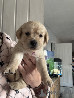 Photo №1. golden retriever - à vendre en ville de Berne | 300€ | Annonce №159211