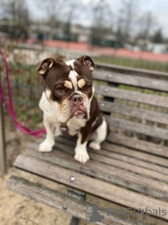 Photo №3. Bouledogue anglais à vendre. Allemagne