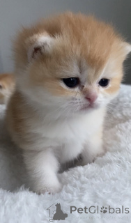 Photo №1. british shorthair - à vendre en ville de Prague | 800€ | Annonce № 161233