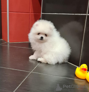 Photo №1. spitz nain - à vendre en ville de Doha | négocié | Annonce №38562