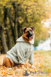 Photo №2 de l'annonce № 125848 de la vente chien bâtard - acheter à Fédération de Russie annonce privée