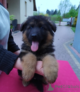 Photo №3. Berger allemand, chiots, ZKwP, FCI. Pologne