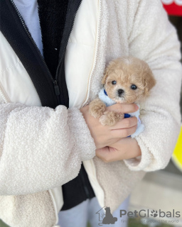 Photo №1. caniche (jouet) - à vendre en ville de Франкфурт-на-Майне | Gratuit | Annonce №86625