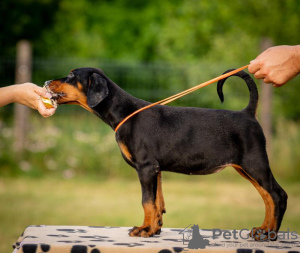 Photos supplémentaires: Chiots Dobermann