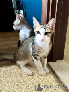 Photo №3. Mignon adorable petit chat persan à vendre contacter WhatsApp Business. La finlande