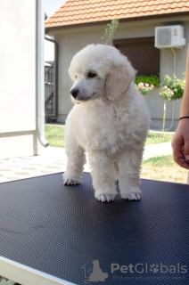 Photos supplémentaires: Chiots Caniche Toy