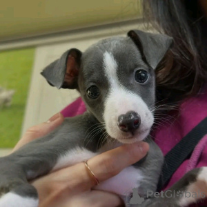 Photo №3. Italienische Greyhound Welpen Stehen Zur Adoption Zur Verfügung. Allemagne