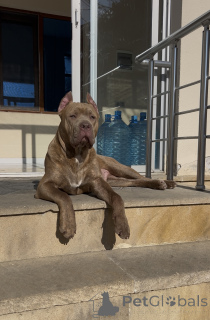 Photo №1. american pit bull terrier - à vendre en ville de Bakou | 969€ | Annonce №168642