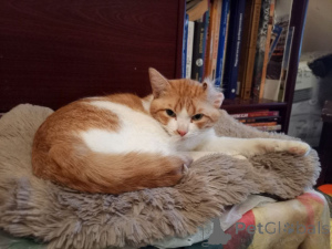 Photo №4. Je vais vendre  en ville de Rivière moscou. annonce privée - prix - Gratuit