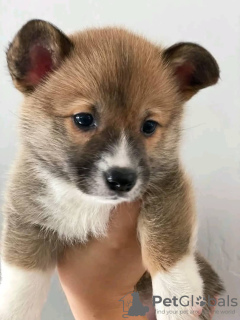 Photo №1. welsh corgi - à vendre en ville de Vilnius | 350€ | Annonce №75791