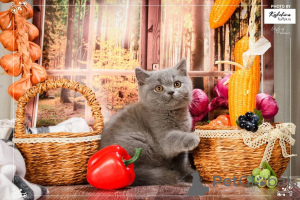 Photo №2 de l'annonce № 165888 de la vente british shorthair - acheter à Ukraine éleveur