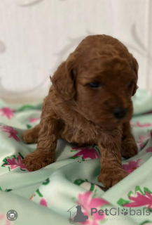 Photo №4. Je vais vendre caniche (jouet) en ville de Vilovo. éleveur - prix - négocié