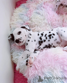 Photo №1. dalmatien - à vendre en ville de Idra | 350€ | Annonce №114385