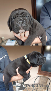 Photo №2 de l'annonce № 103692 de la vente cane corso - acheter à Serbie annonce privée