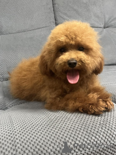 Photo №3. Caniche toy femelle/ 8,5 mois. Ukraine