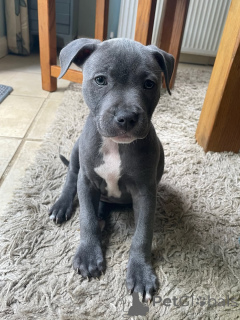 Photo №2 de l'annonce № 167035 de la vente staffordshire bull terrier - acheter à Allemagne éleveur