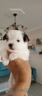 Photo №4. Je vais vendre biewer yorkshire terrier en ville de Balykesir. éleveur - prix - 581€