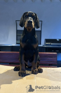 Photos supplémentaires: Chiots Dobermann à vendre