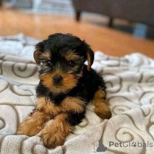 Photo №2 de l'annonce № 162841 de la vente laika de iakoutie, yorkshire terrier - acheter à Allemagne annonce privée, de l'abri