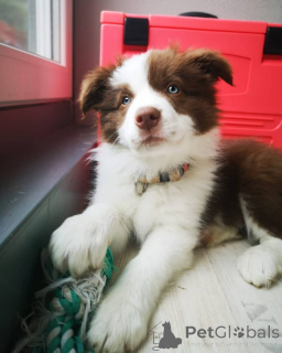 Photo №2 de l'annonce № 164845 de la vente border collie - acheter à Belgique annonce privée, éleveur