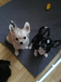 Photo №3. chihuahua chiots filles. Fédération de Russie