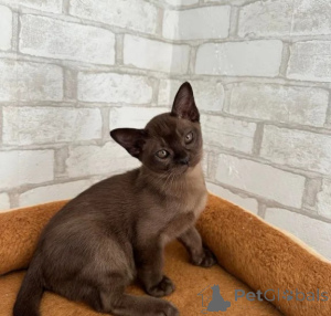 Photo №1. burmese - à vendre en ville de Jetonbourg | 350€ | Annonce № 177035